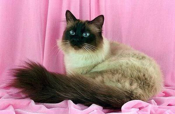 Бирманская кошка (священная бирма) Бирманская кошка (священная бирма)