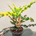 Кротон YAK MAMAESIN