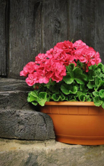 GERANYL TIGLATE / ГЕРАНИЛ ТИГЛАТ CAS 7785-33-3