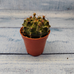 Gymnocalycium Friedrichii (Гимнокалициум)