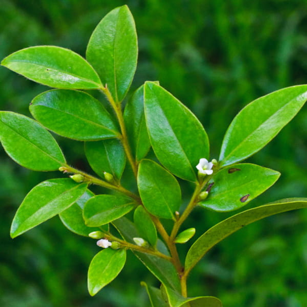 Хурма самшитолистная – Diospyros buxifolia