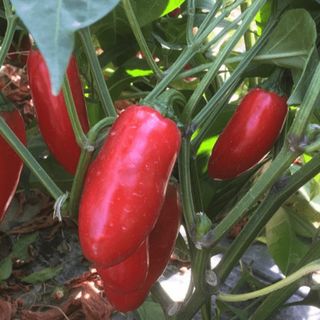 Перец Форахидо F1 500 семян