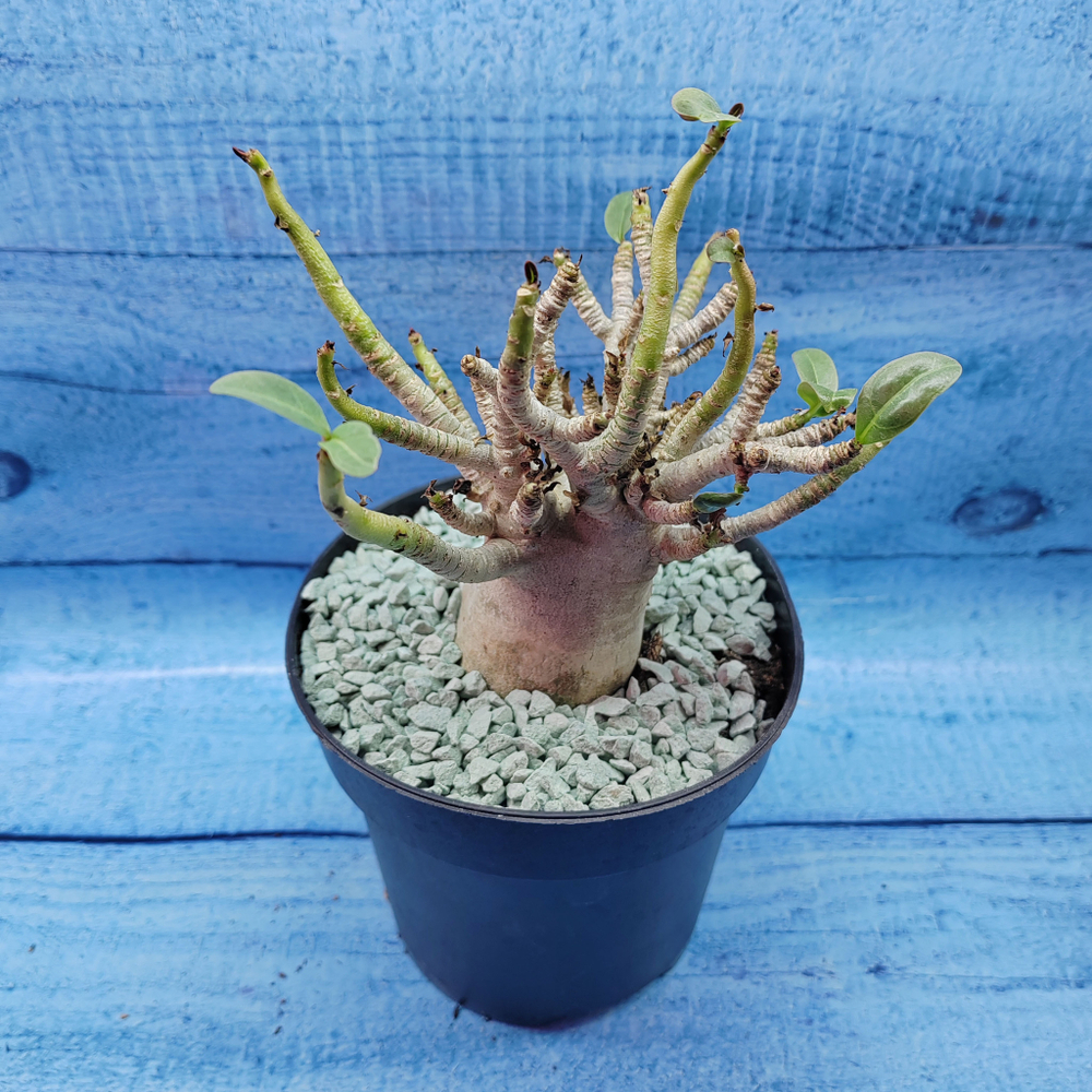 Adenium Baobab (Адениум)