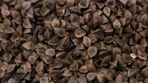 Солод Гречишный, Курский солод