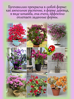 Бугенвиллия Скарлет Глори Оранж