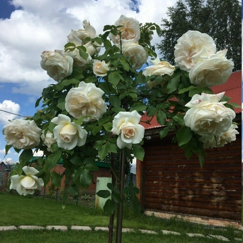 Роза на Штамбе Космос