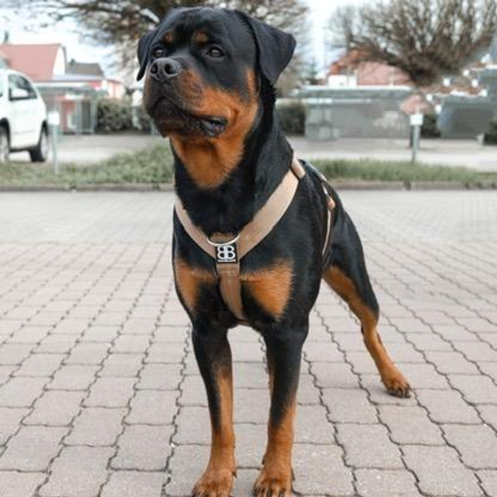Шлейка TRI BullyBillows (поврежден логотип)