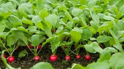 Особенности выращивания редиса: секреты получения высокого урожая