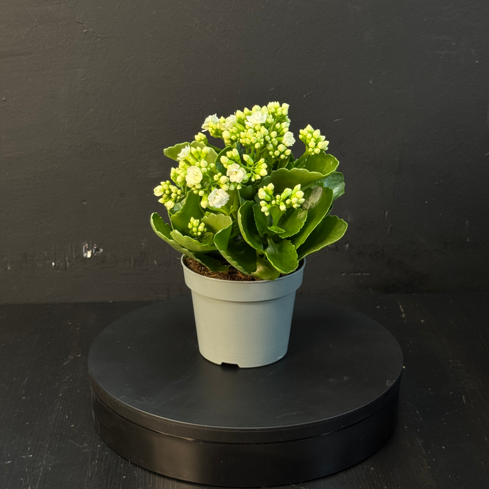 Каланхоэ белое