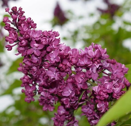 Сирень Маршал Соколовский