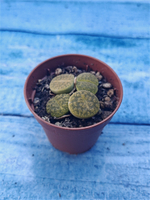Lithops sp. (Литопсы)