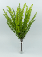 Папоротник Таежный