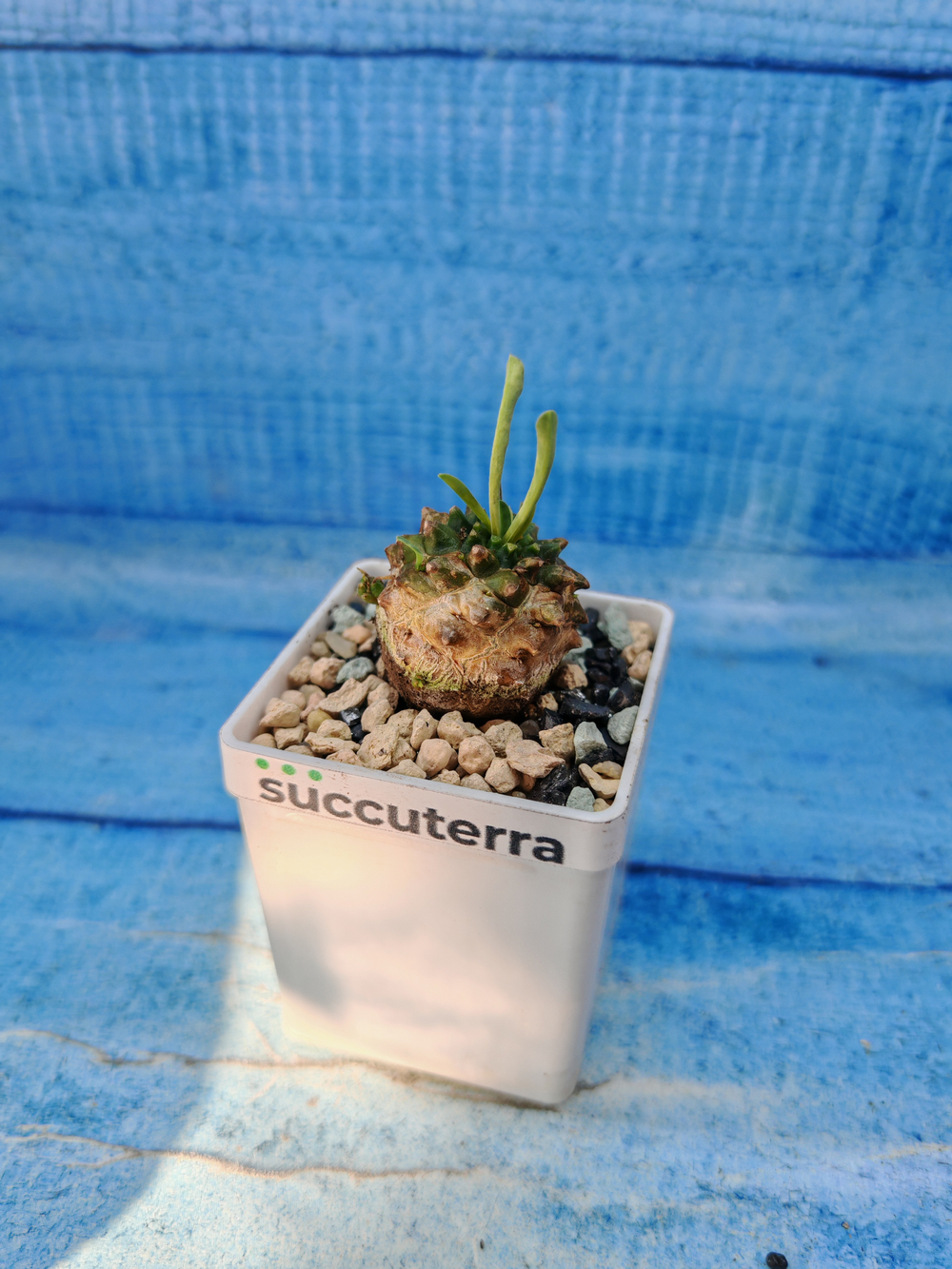 Euphorbia Gabizan (Эуфорбия)