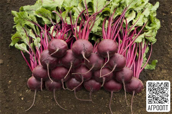 Маноло F1 семена свеклы (Bejo / Бейо) – фото 2