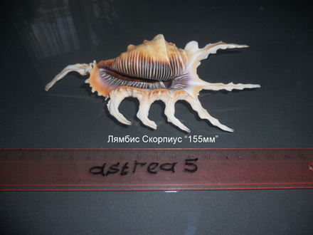 Лямбис Скорпиус "100-160мм"