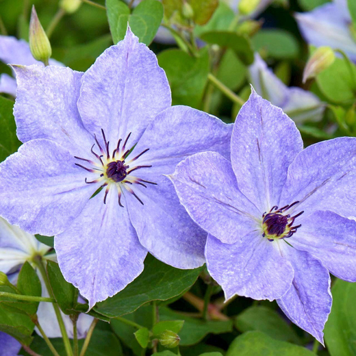 Клематис гибридный Скайфолл трехлетка наличие