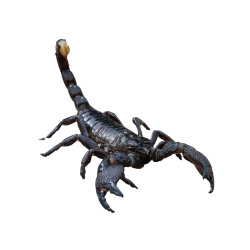 Скорпион Heterometrus spinifer (Азиатский лесной скорпион)