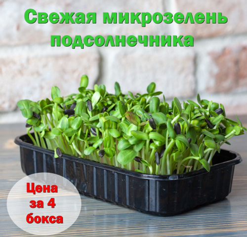 Свежая микрозелень подсолнечника / 4 бокса / суперфуд