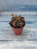 Gymnocalycium Friedrichii (Гимнокалициум)