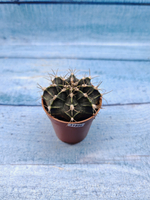 Gymnocalycium Friedrichii (Гимнокалициум)