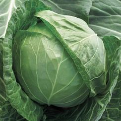 ПРУКТОРИЯ F1 семена капусты белокочанной (Syngenta | Alexagro)