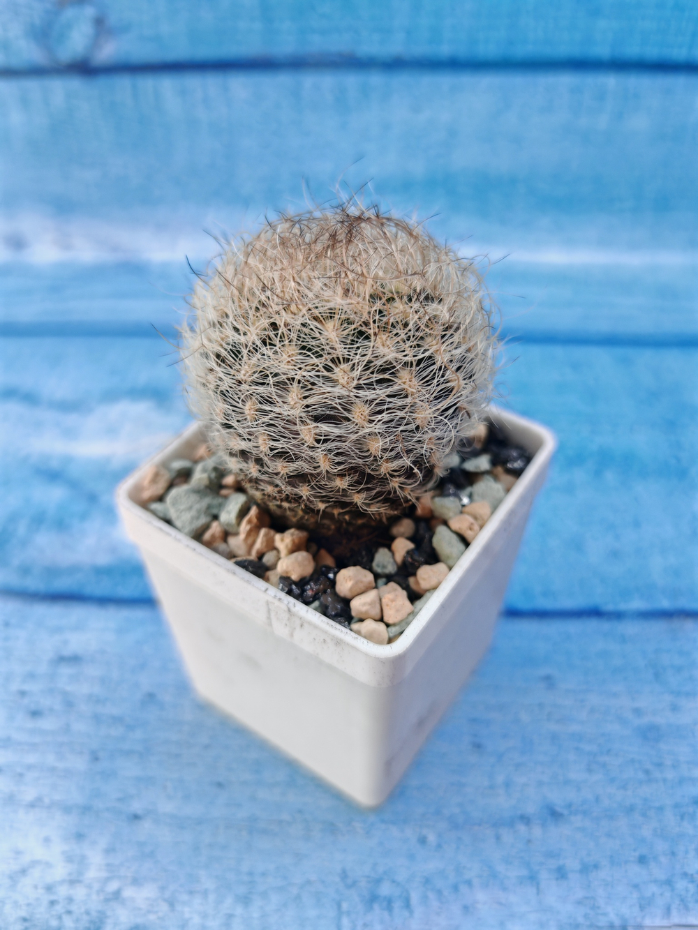 Neoporteria Senillis (Неопортерия)