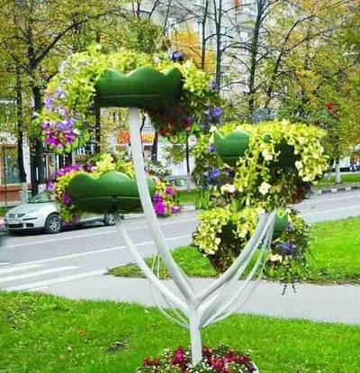 Цветник Астра