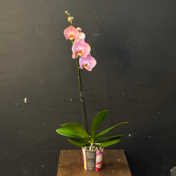 Орхидея одноствольная розовая
