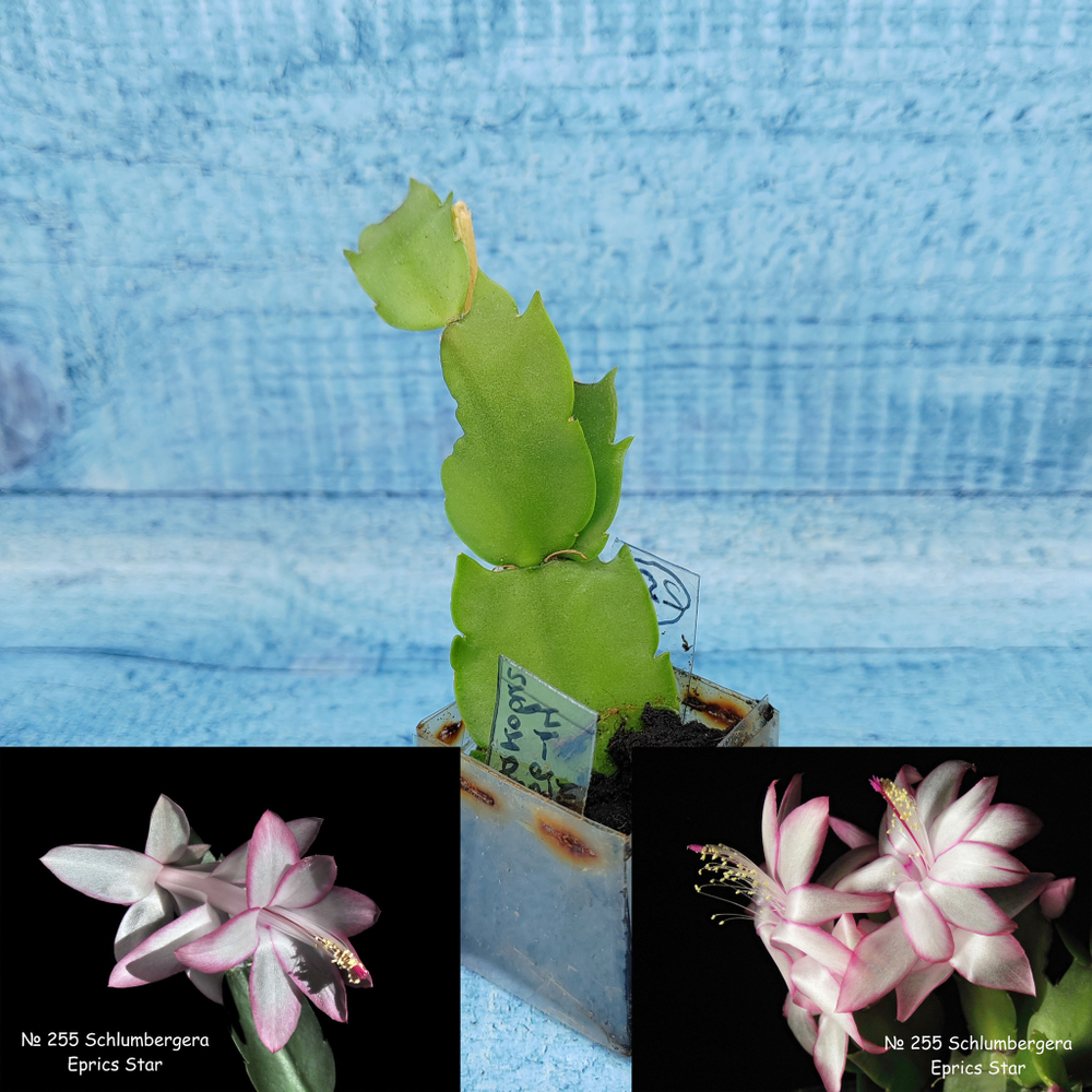 Schlumbergera Eprics Star (Декабрист)