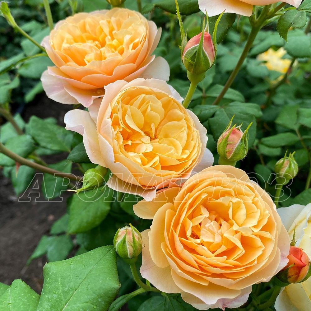 Роальд Даль (Roald Dahl)