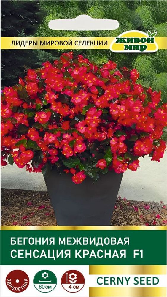 Бeгoния межвидовая "ЖМ. Сeнcaция Kpacнaя F1" 10шт, Чехия.