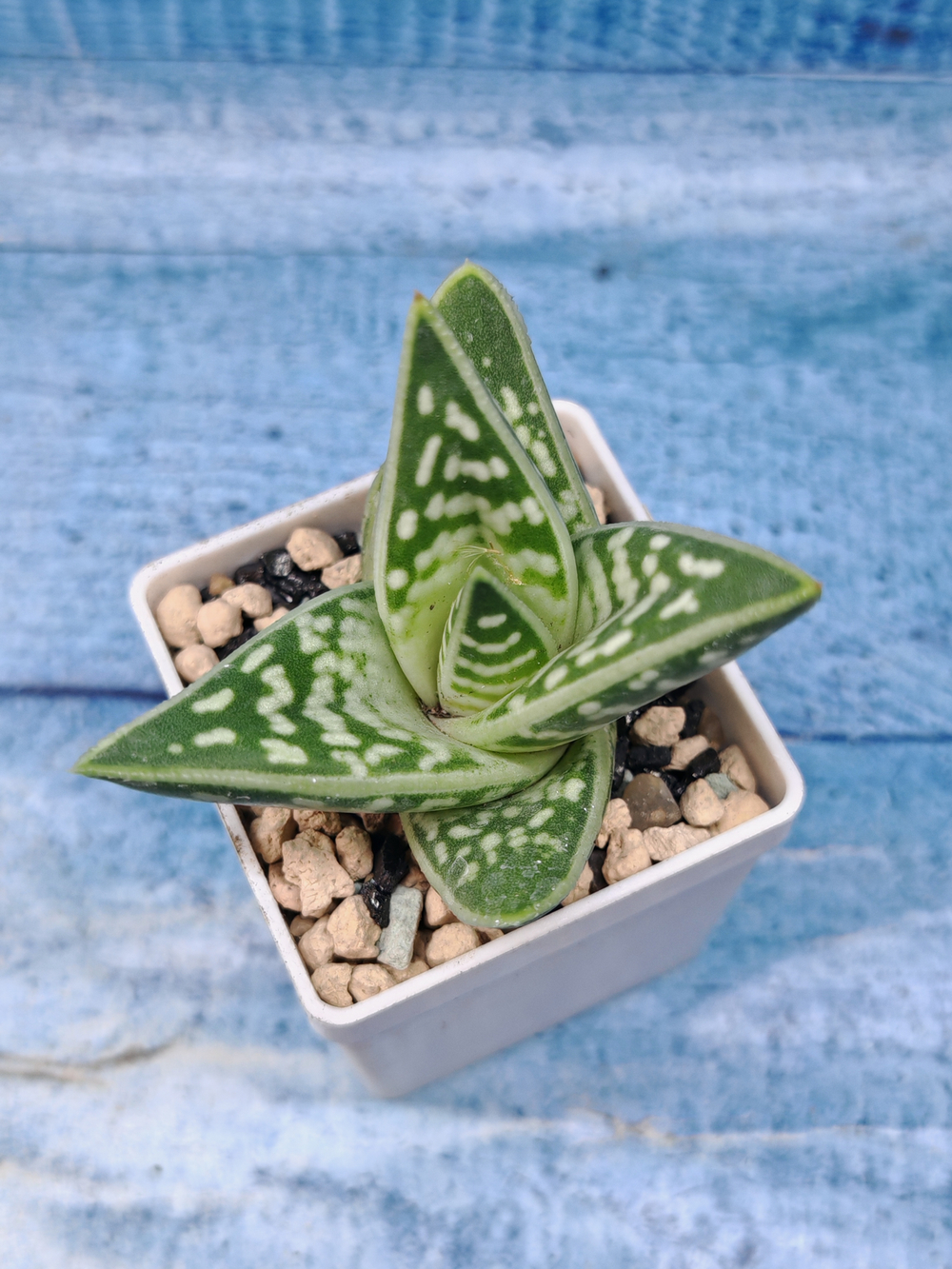Aloe Variagata