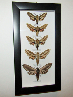 Бражники в рамке