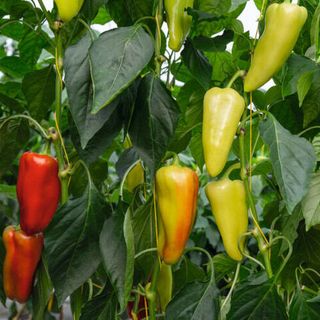 Перец сладкий Дон F1 1000 (семян)