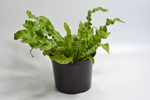 Асплениум Криспи Вейв / Asplenium Crispy Wave