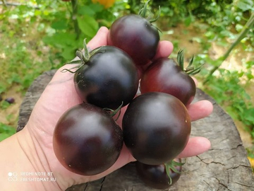 Шоколадный каштан (Chestnut Chocolate) сорт томата