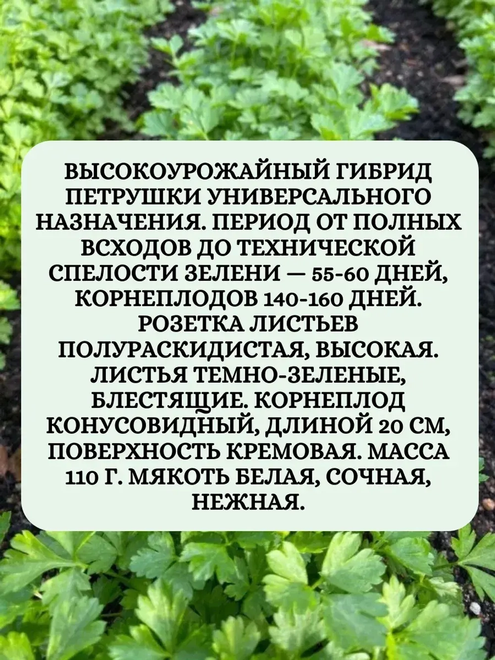 Семена Петрушка Богатырь 50 грамм