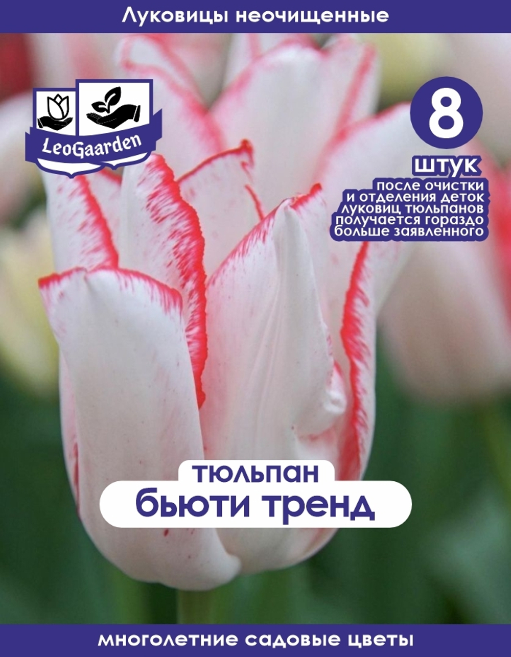 Тюльпан Луковица, Бьюти Тренд, 8+шт