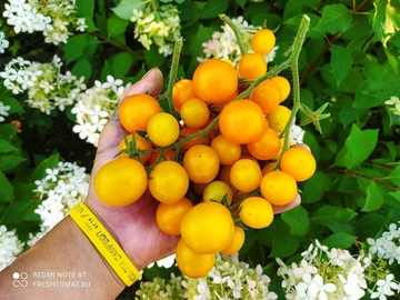 Летнее солнце Саммерсан (Summer Sun) сорт томата