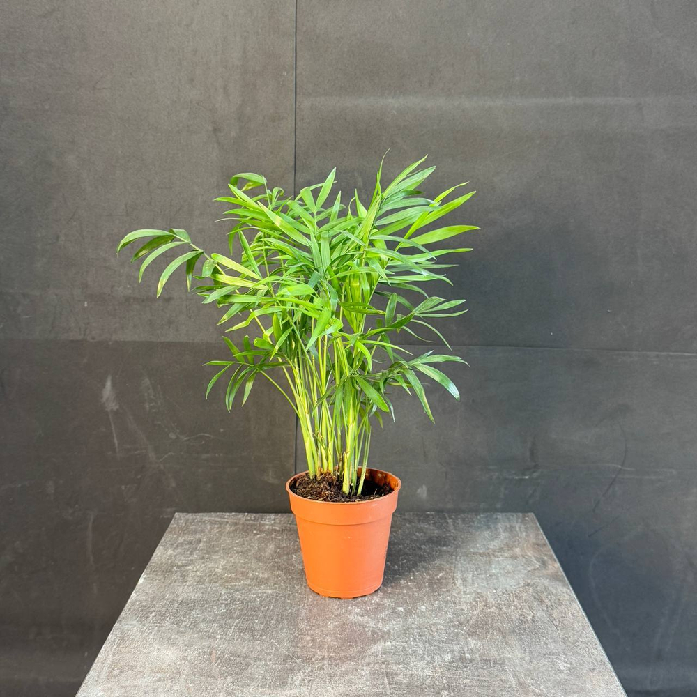 Хамаэдорея изящная (Chamaedorea elegans)