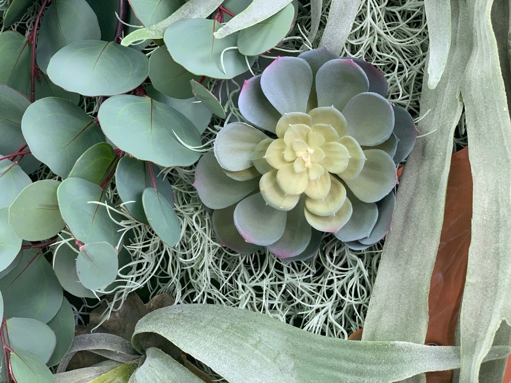 Эвкалипт популус 150 см