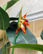 Озеленение искусственными стрелициями и ампельными растениями кафе в супермаркете "Табрис"  г.Краснодар