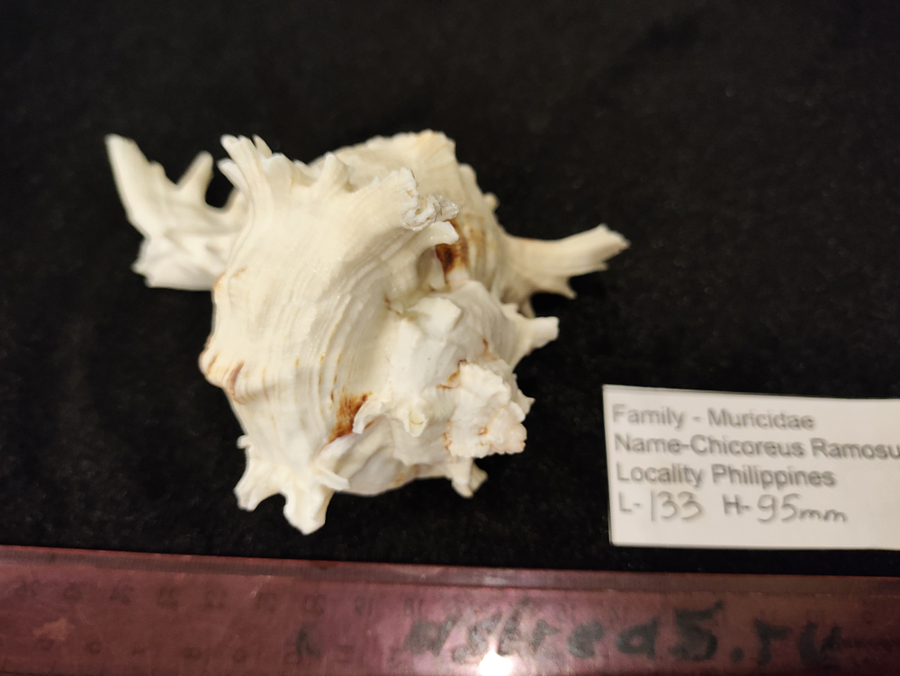 Мурекс Рамозус 135-250 мм