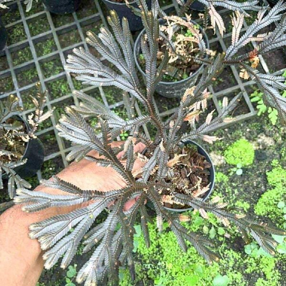 Селагинелла SELAGINELLA SP