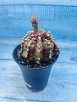Gymnocalycium T-Rex Pink hybrid (Гимнокалициум)
