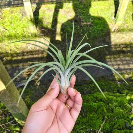 Тилландсия Califano (baileyi x ionantha) R
