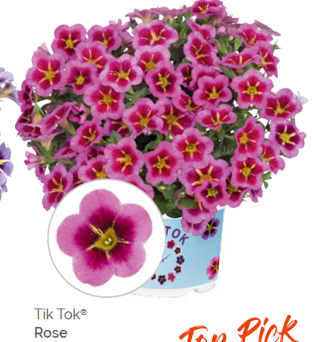 Калибрахоа Tik Tok Rose укорененный черенок ОКС конец ноября
