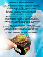 Молодило Спрайт пушистое двухцветное
