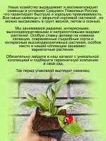 Хоста Белое Перо белая многолетник