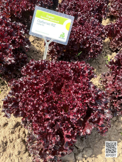 ОРБИТАЛ семена салата (Rijk Zwaan | Alexagro) – фото 7